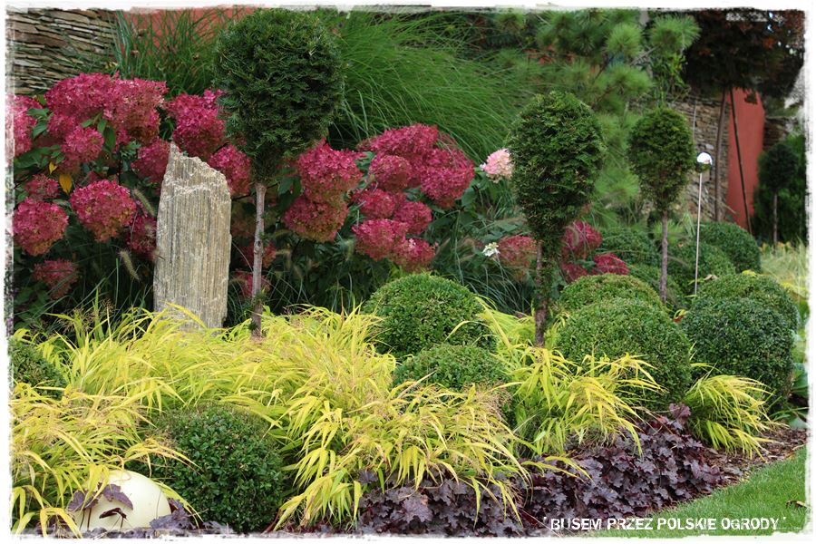 Nowoczesna rabata z trawami i hortensjami 9 Nowoczesna rabata z trawami i hortensjami 9