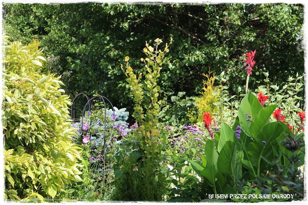 Ogród dla oszczędnych 39 Ogród dla oszczędnych 39