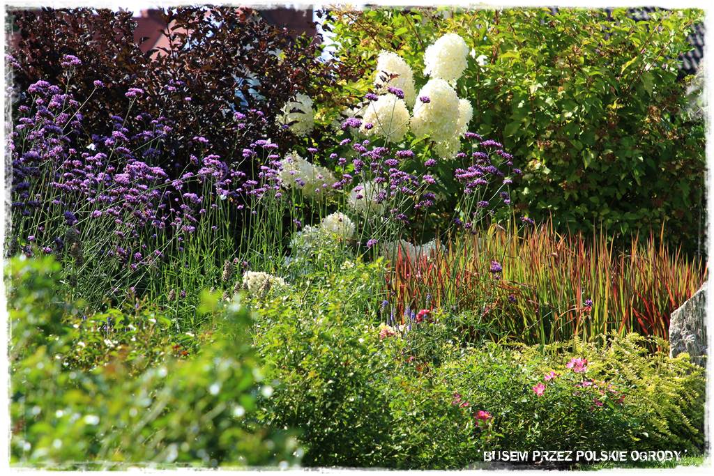 Ogród dla oszczędnych 43 Ogród dla oszczędnych 43