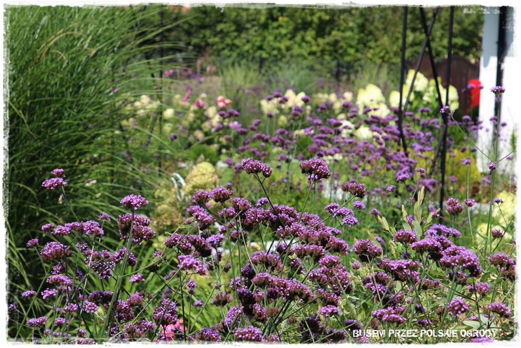 Ogród dla oszczędnych 44 Ogród dla oszczędnych 44