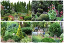 Tuje w ogrodzie aranżacje 1