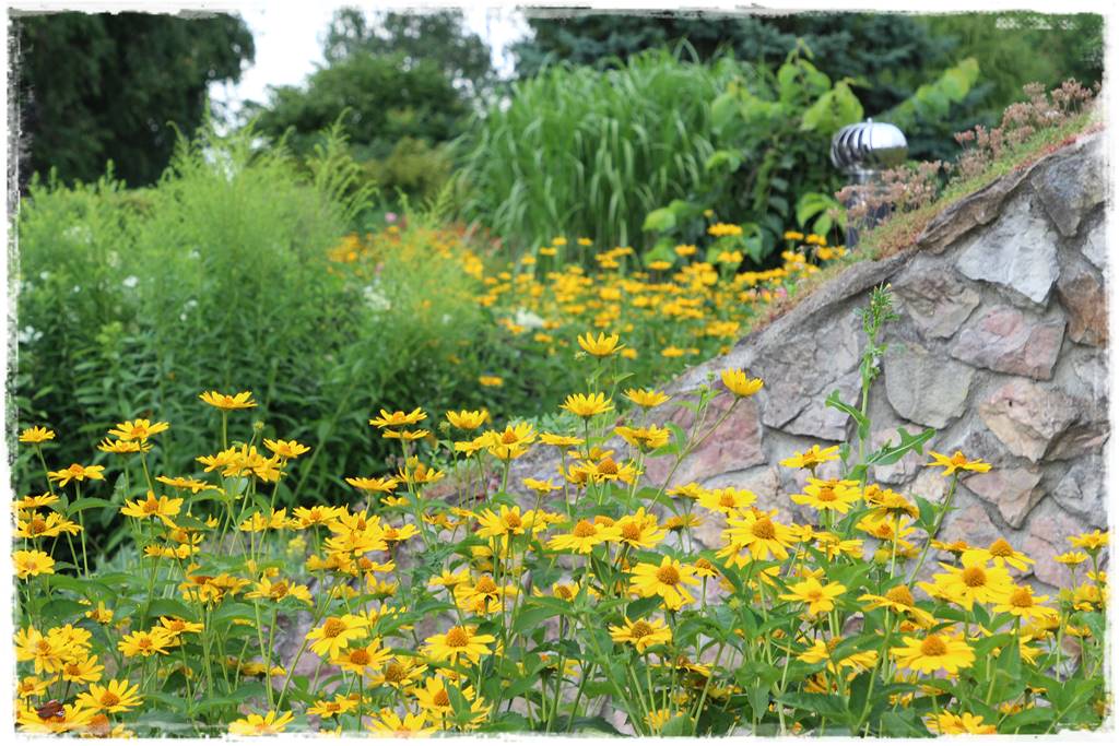 Ziemianka ogrodowa 104 Ziemianka ogrodowa 104