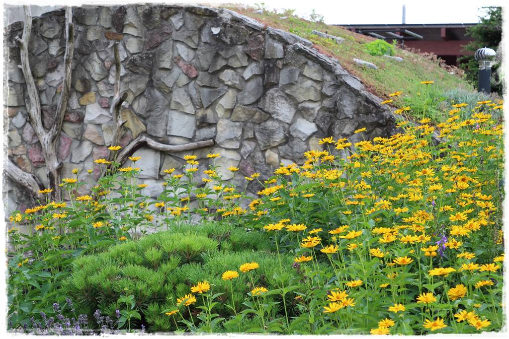 Ziemianka ogrodowa 107 Ziemianka ogrodowa 107