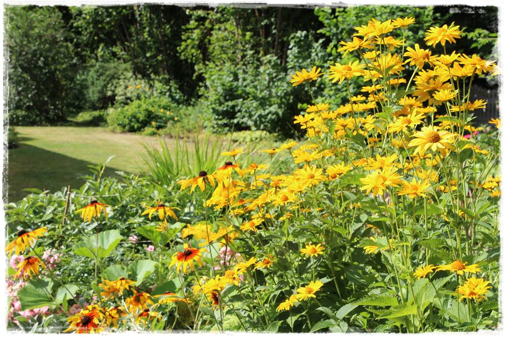 rabata przed domem w słońcu 15