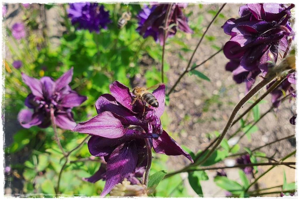 rabata przed domem w słońcu 18