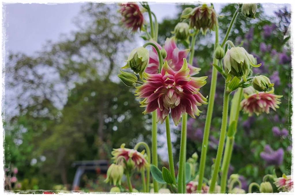 rabata przed domem w słońcu 19