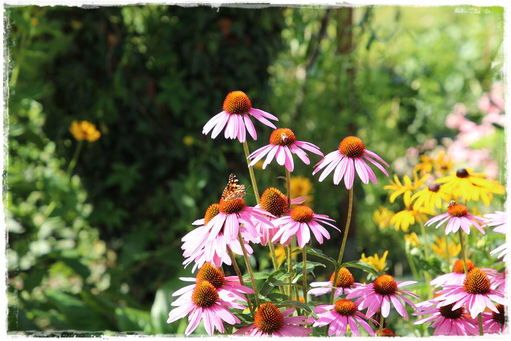 rabata przed domem w słońcu 2