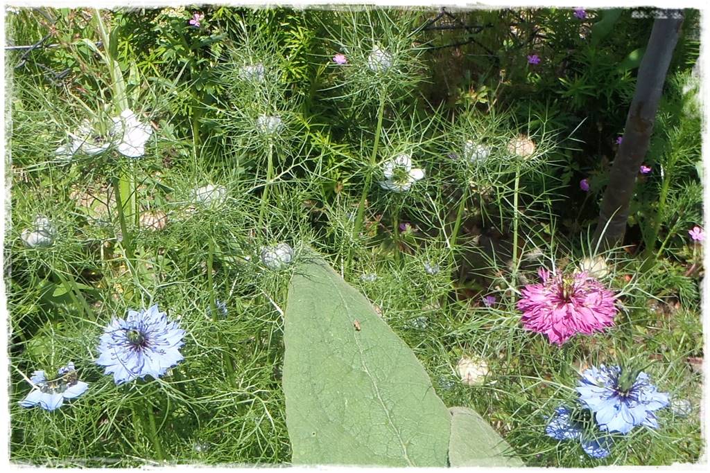 rabata przed domem w słońcu 21