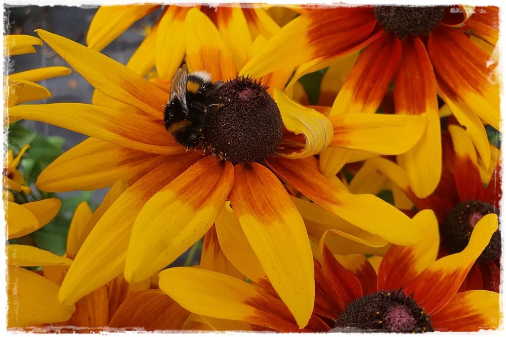 rabata przed domem w słońcu 3