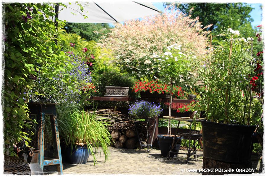 Aranżacja tarasu – rośliny 111 Aranżacja tarasu – rośliny 111