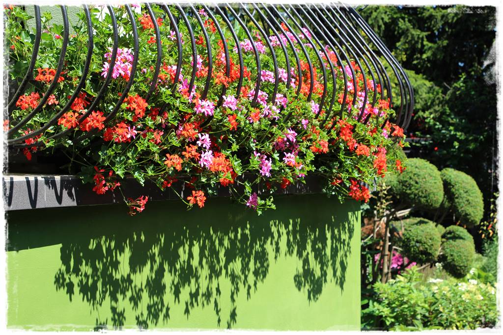 Aranżacja tarasu – rośliny 1b Aranżacja tarasu – rośliny 1b