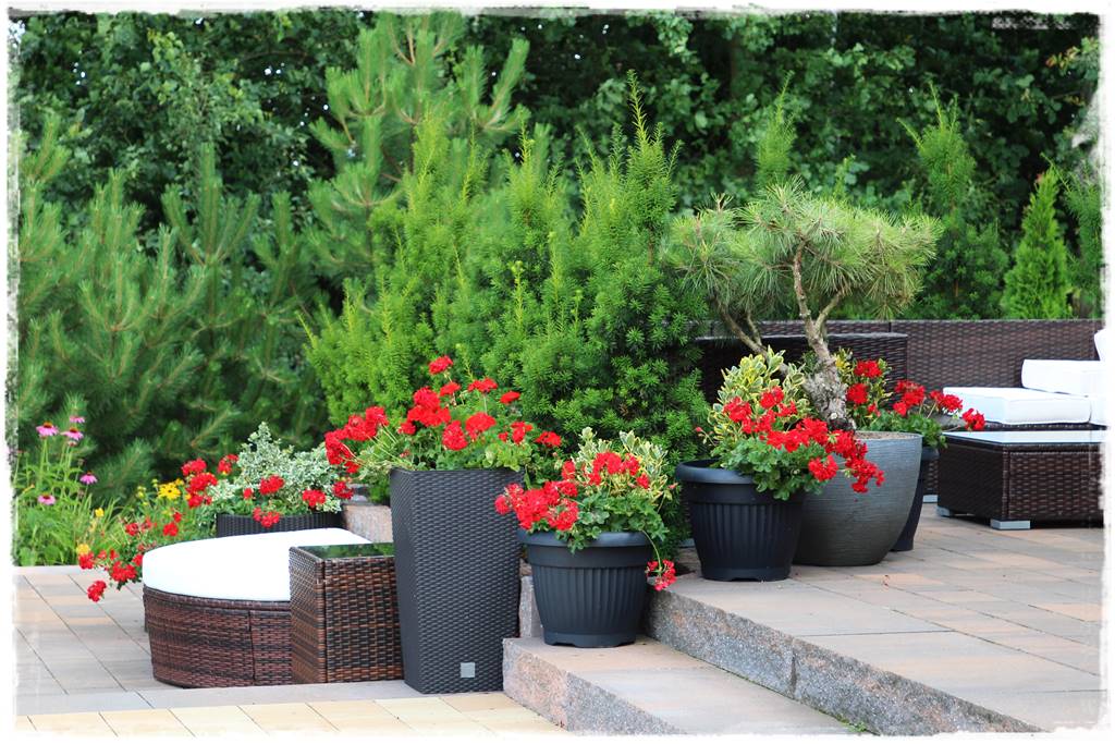 Aranżacja tarasu – rośliny 1e Aranżacja tarasu – rośliny 1e