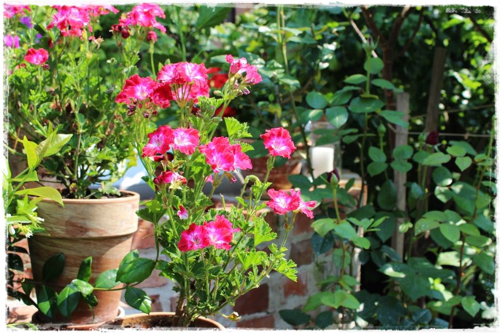 Aranżacja tarasu – rośliny 1g