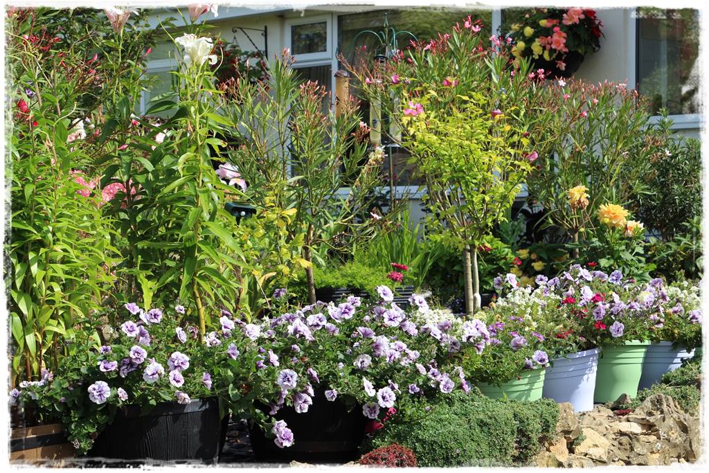 Aranżacja tarasu – rośliny 2g Aranżacja tarasu – rośliny 2g