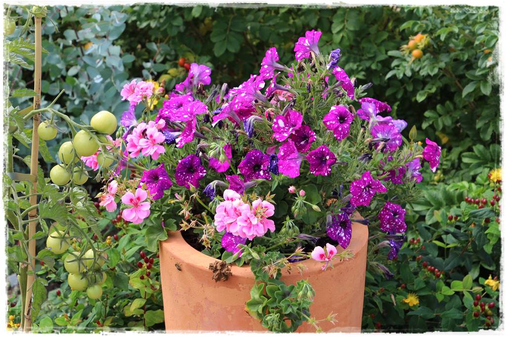 Aranżacja tarasu – rośliny 2h Aranżacja tarasu – rośliny 2h