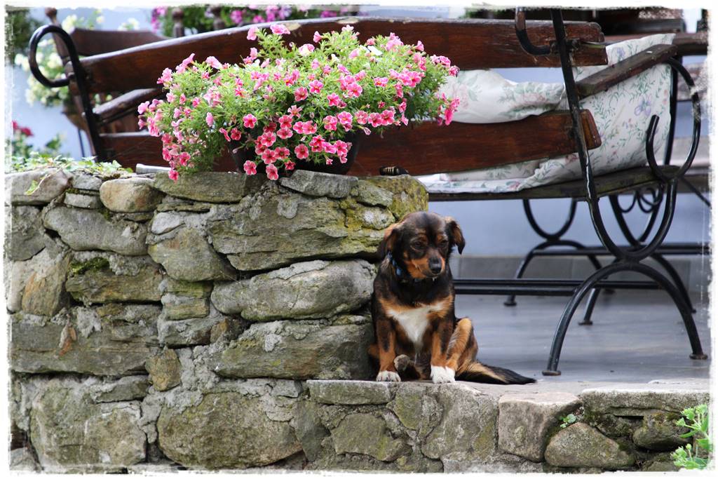 Aranżacja tarasu – rośliny 2k Aranżacja tarasu – rośliny 2k