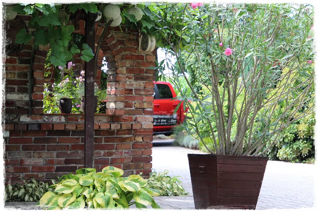 Aranżacja tarasu – rośliny 3 Aranżacja tarasu – rośliny 3