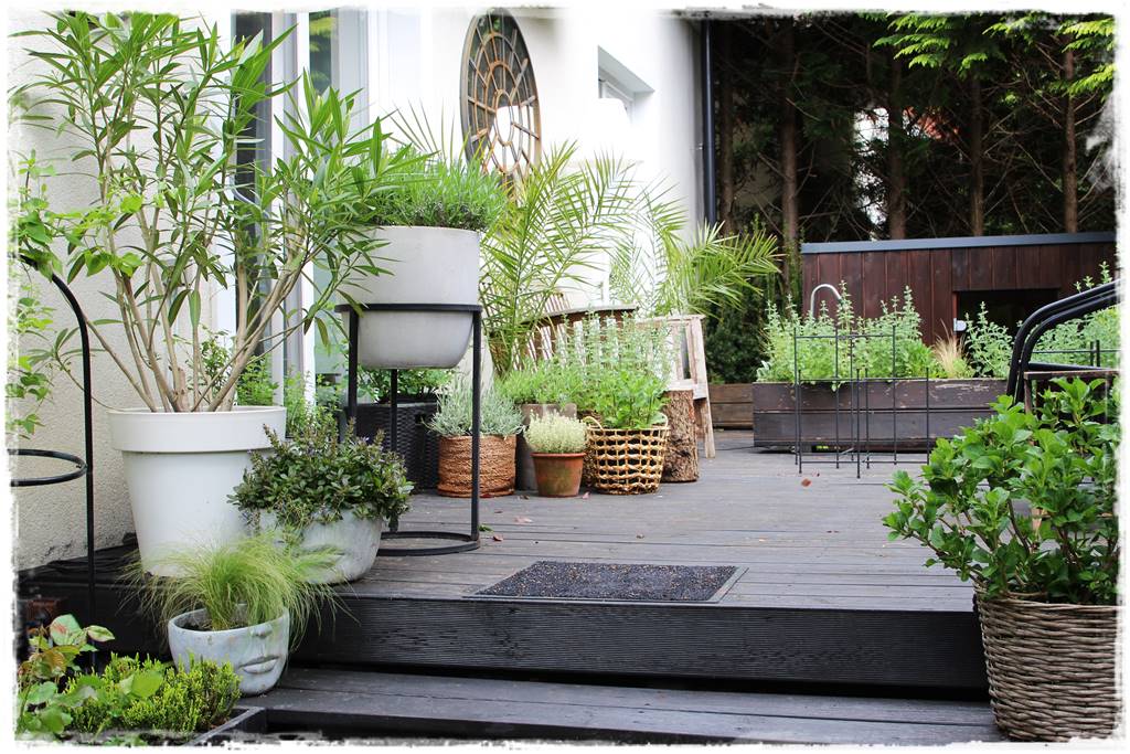 Aranżacja tarasu – rośliny 3b Aranżacja tarasu – rośliny 3b