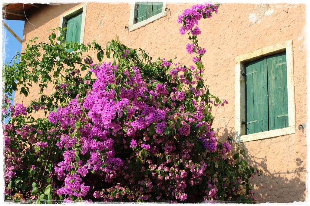 Aranżacja tarasu – rośliny 3c