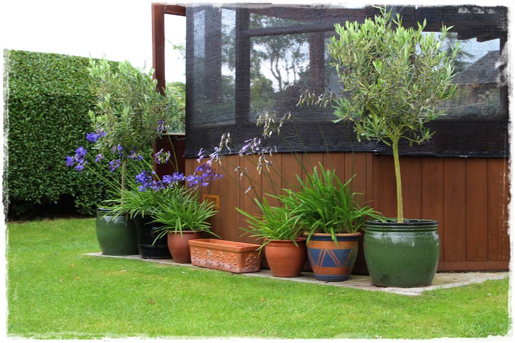 Aranżacja tarasu – rośliny 3d