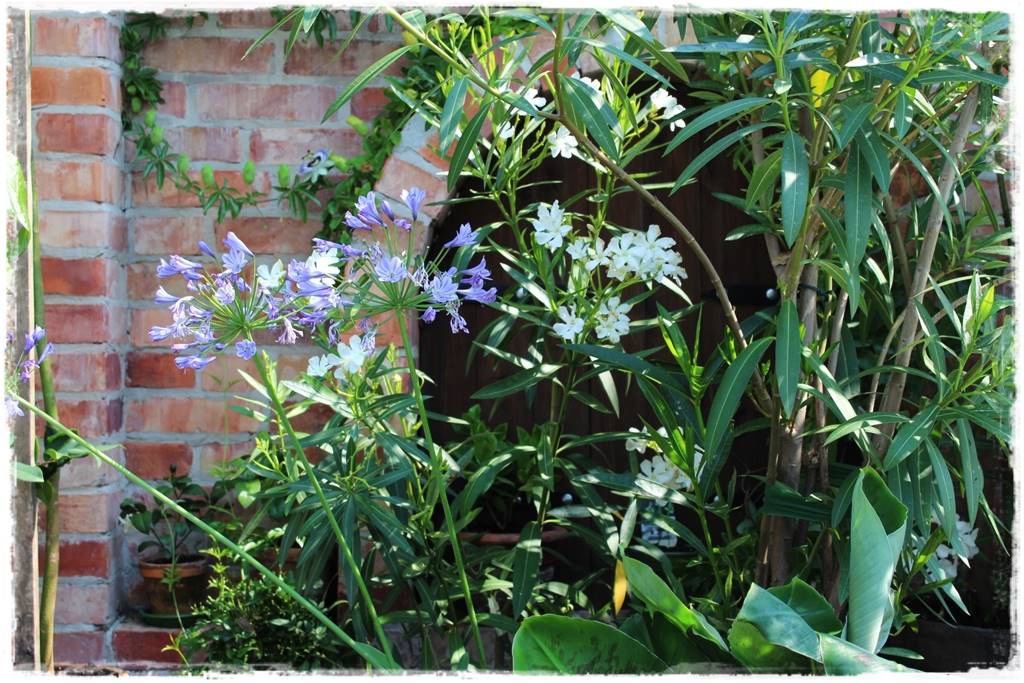 Aranżacja tarasu – rośliny 3h