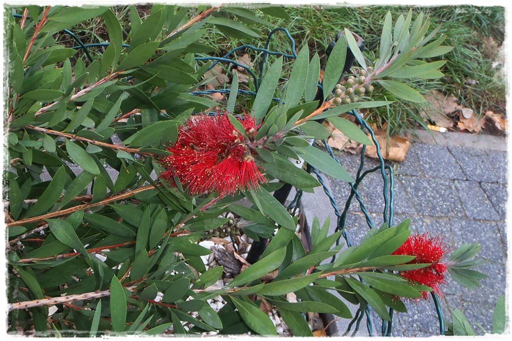 Aranżacja tarasu – rośliny 3x Aranżacja tarasu – rośliny 3x