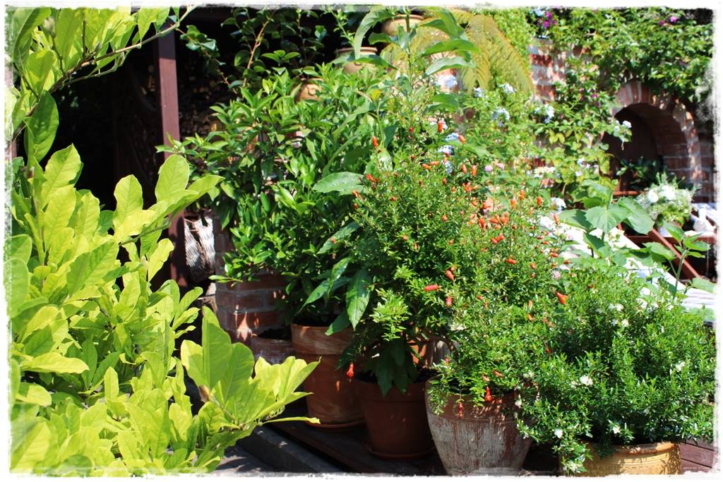 Aranżacja tarasu – rośliny 3y Aranżacja tarasu – rośliny 3y