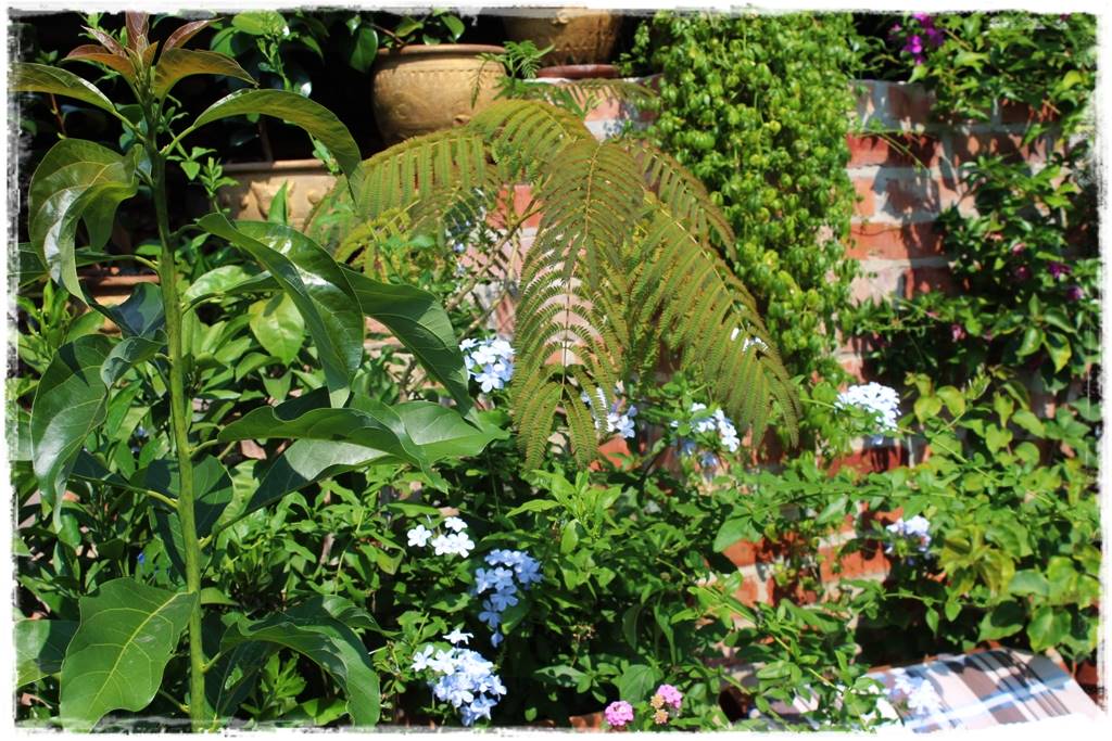 Aranżacja tarasu – rośliny 3z Aranżacja tarasu – rośliny 3z