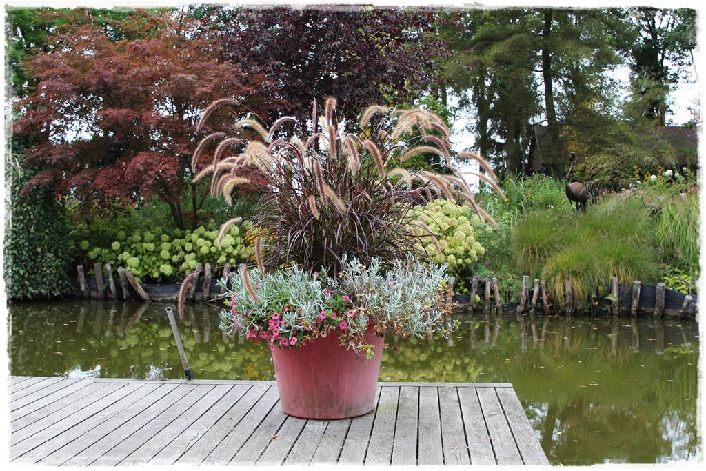 Aranżacja tarasu – rośliny 4 Aranżacja tarasu – rośliny 4