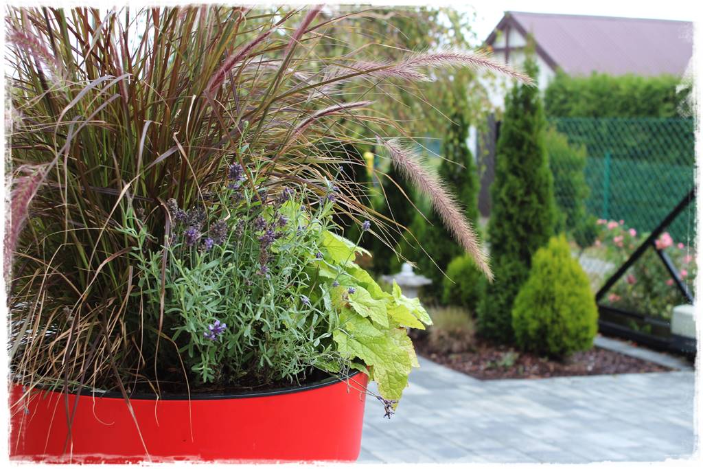 Aranżacja tarasu – rośliny 4c Aranżacja tarasu – rośliny 4c