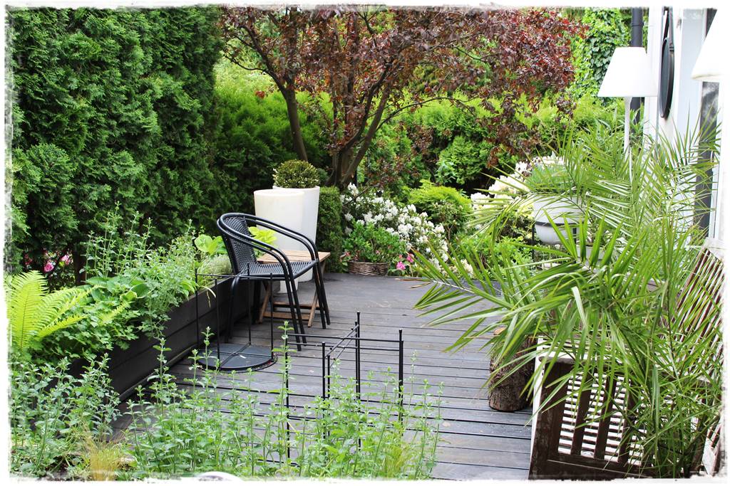 Aranżacja tarasu – rośliny 5 Aranżacja tarasu – rośliny 5