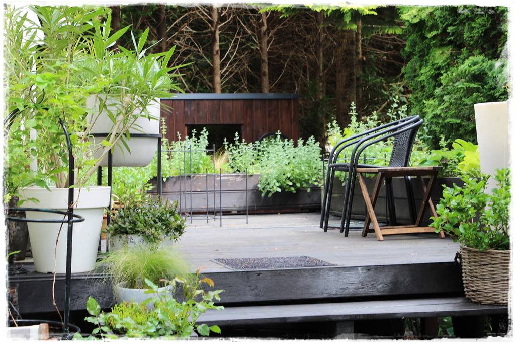 Aranżacja tarasu – rośliny 5a Aranżacja tarasu – rośliny 5a