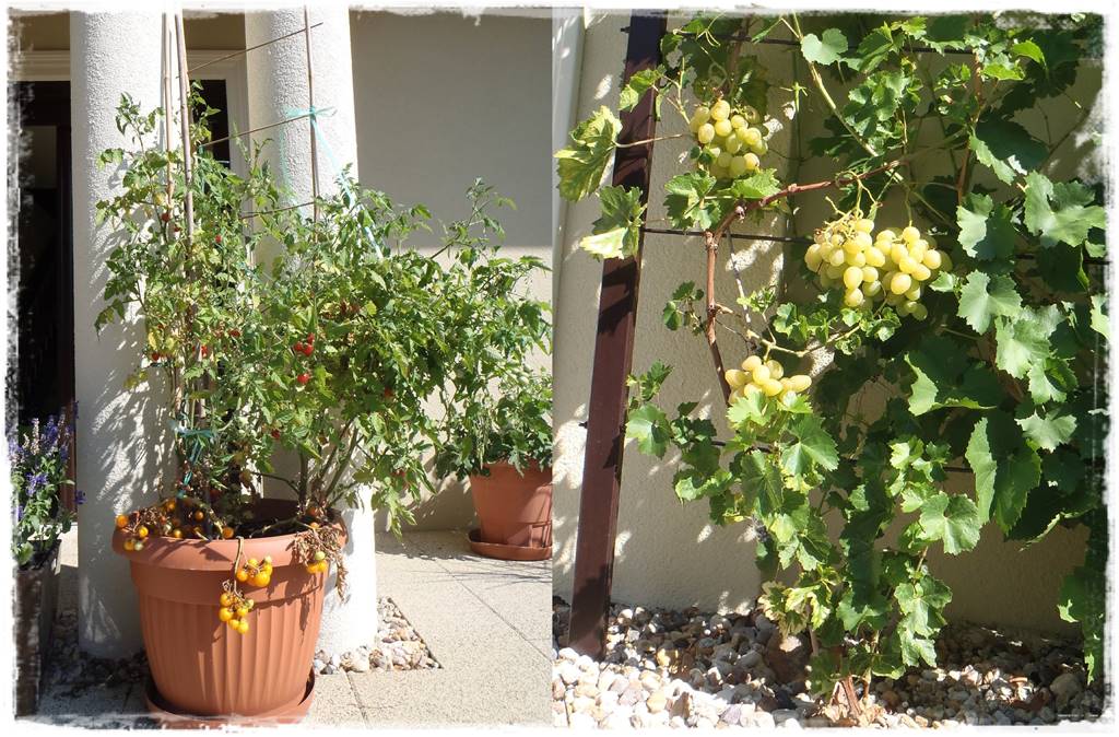 Aranżacja tarasu – rośliny 6b Aranżacja tarasu – rośliny 6b