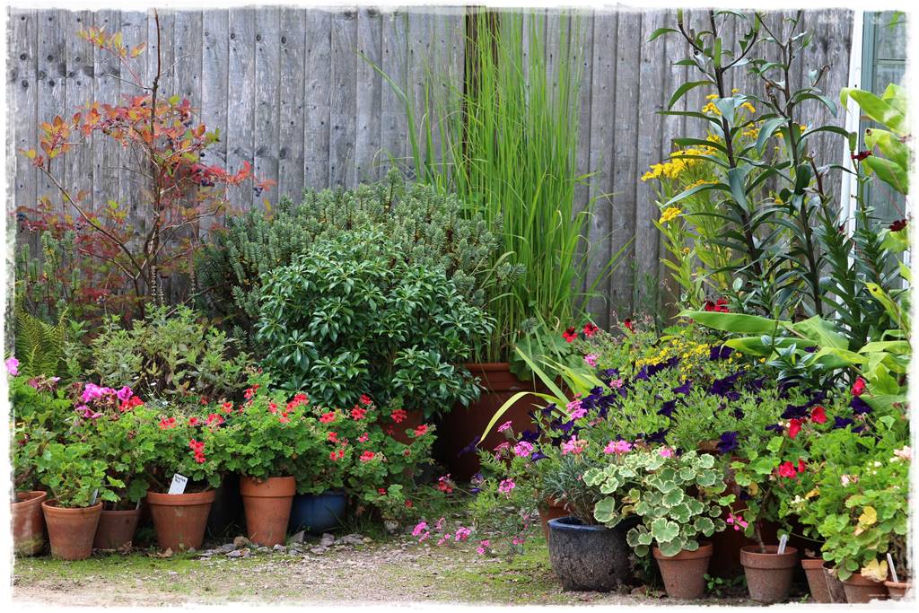 Aranżacja tarasu – rośliny 6c