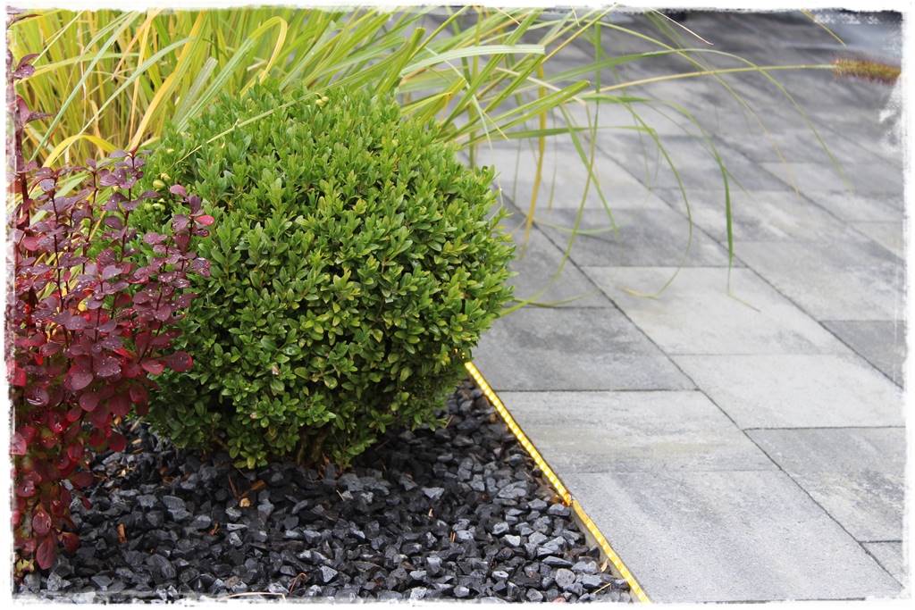 Aranżacja tarasu – rośliny 7 Aranżacja tarasu – rośliny 7