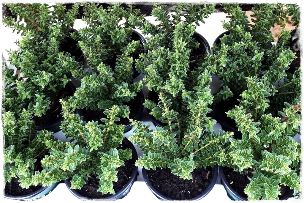 Aranżacja tarasu – rośliny 7h