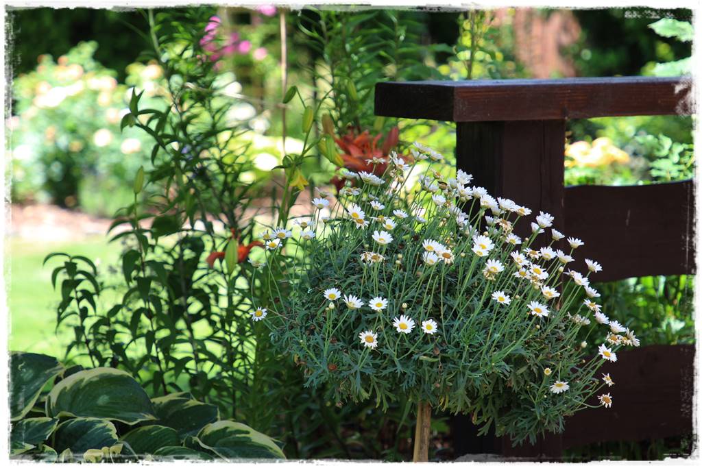 Aranżacja tarasu – rośliny 8c Aranżacja tarasu – rośliny 8c