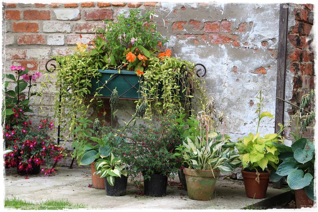 Aranżacja tarasu – rośliny 8cc Aranżacja tarasu – rośliny 8cc