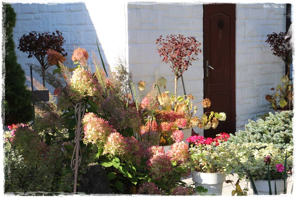 Aranżacja tarasu – rośliny 8d Aranżacja tarasu – rośliny 8d