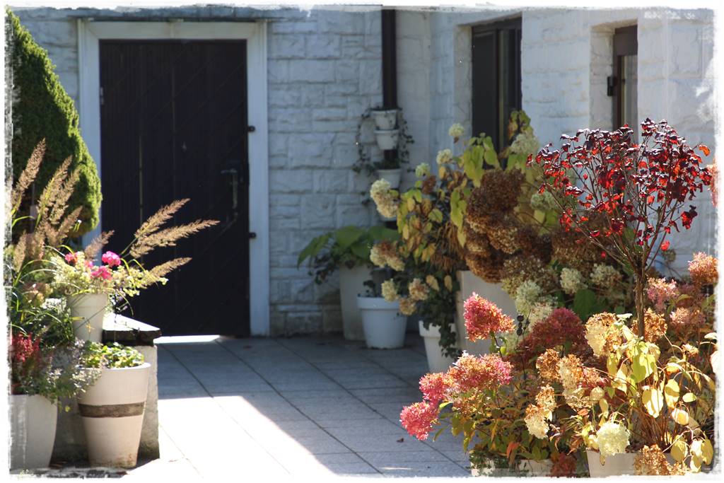 Aranżacja tarasu – rośliny 8e Aranżacja tarasu – rośliny 8e