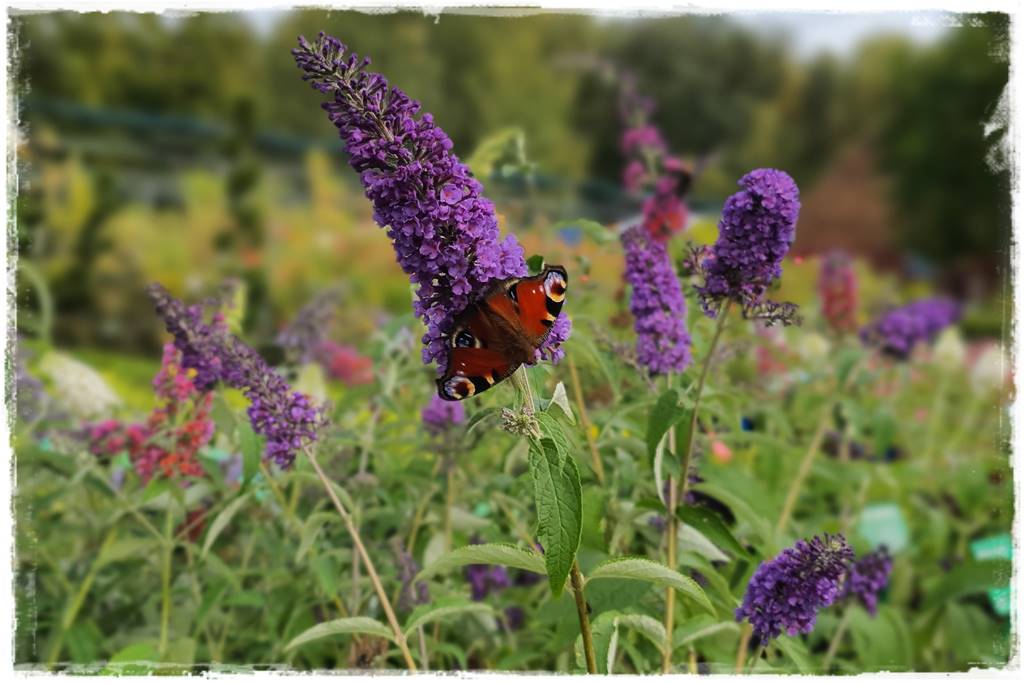 Budleja w ogrodzie aranżacje 100 Budleja w ogrodzie aranżacje 100