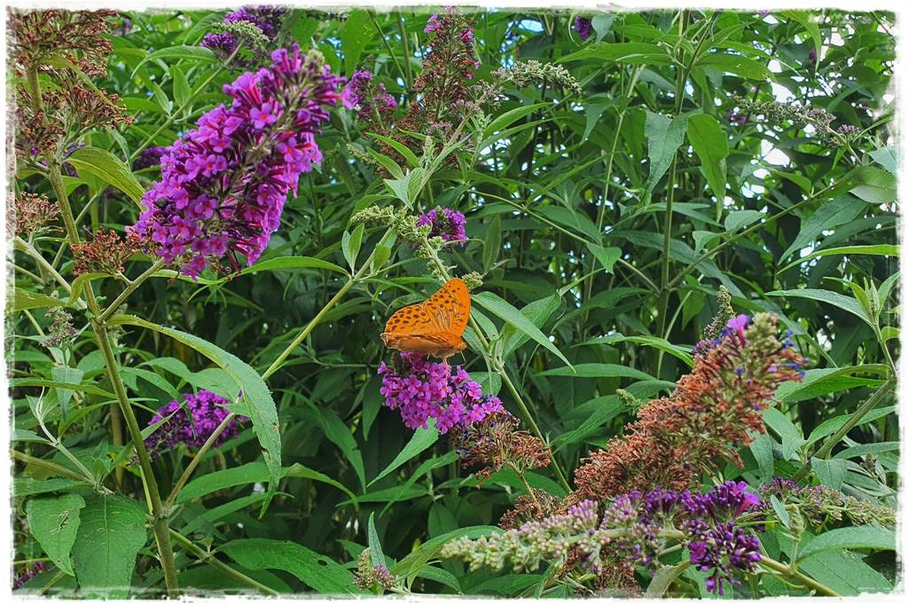 Budleja w ogrodzie aranżacje 101 Budleja w ogrodzie aranżacje 101