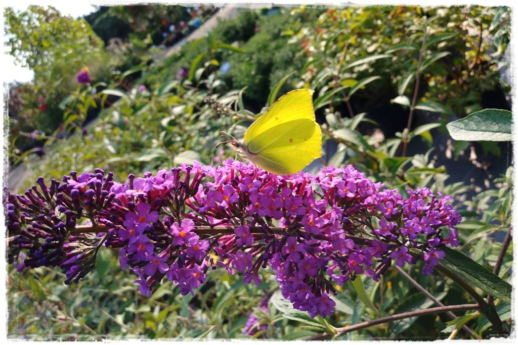 Budleja w ogrodzie aranżacje 102 Budleja w ogrodzie aranżacje 102