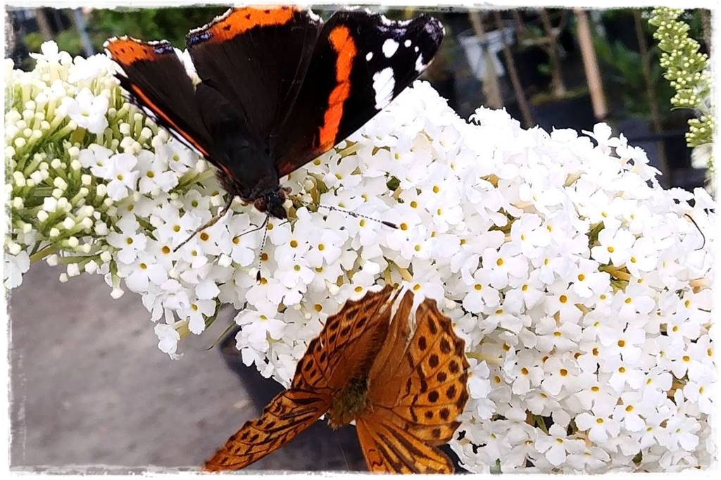 Budleja w ogrodzie aranżacje 103 Budleja w ogrodzie aranżacje 103