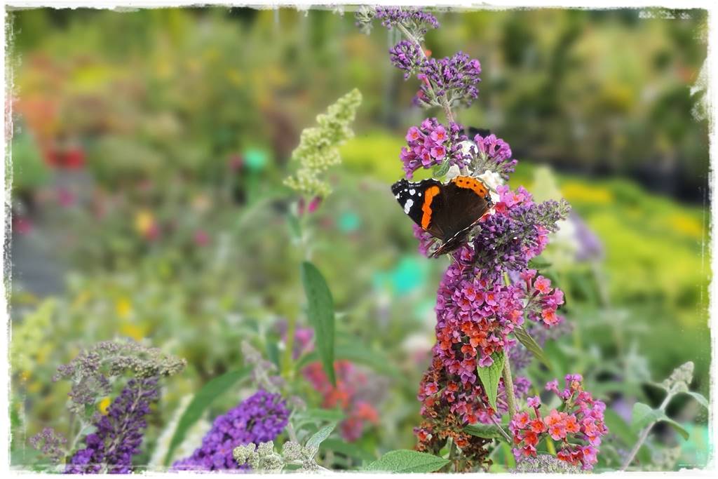 Budleja w ogrodzie aranżacje 104 Budleja w ogrodzie aranżacje 104