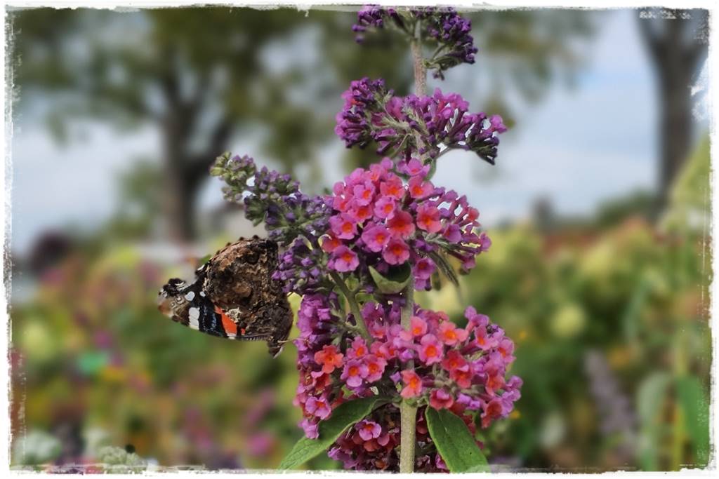 Budleja w ogrodzie aranżacje 105 Budleja w ogrodzie aranżacje 105