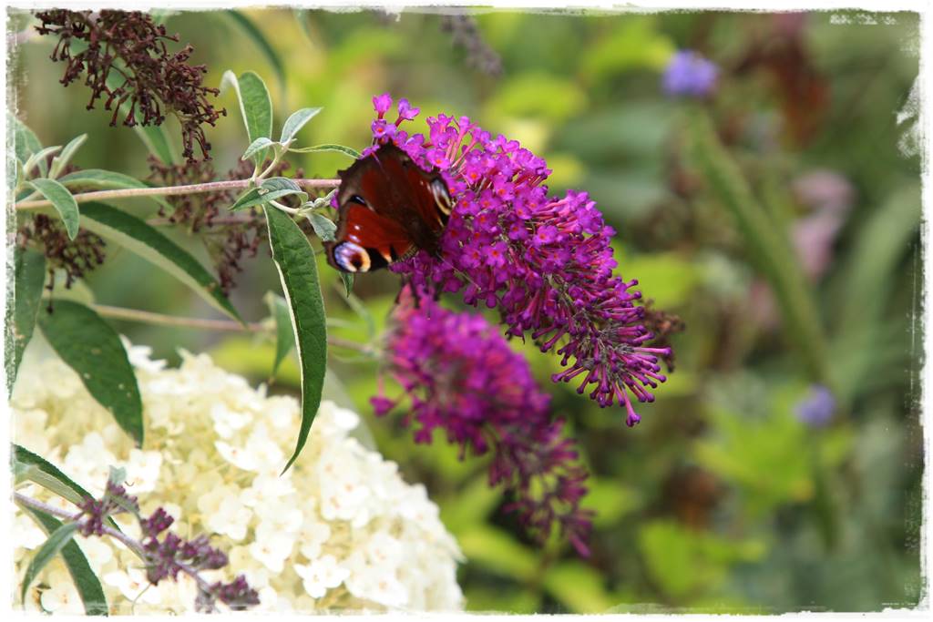 Budleja w ogrodzie aranżacje 106 Budleja w ogrodzie aranżacje 106