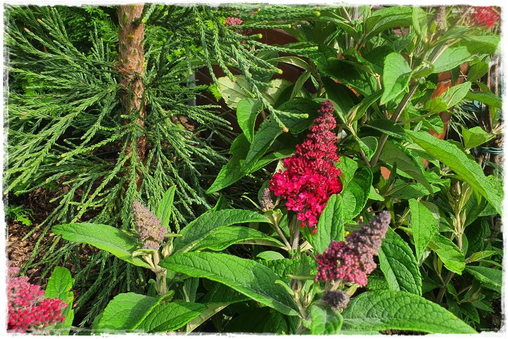 Budleja w ogrodzie aranżacje 107 Budleja w ogrodzie aranżacje 107