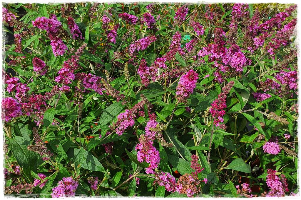 Budleja w ogrodzie aranżacje 108 Budleja w ogrodzie aranżacje 108