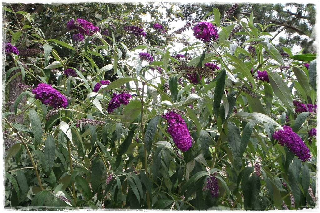 Budleja w ogrodzie aranżacje 109 Budleja w ogrodzie aranżacje 109